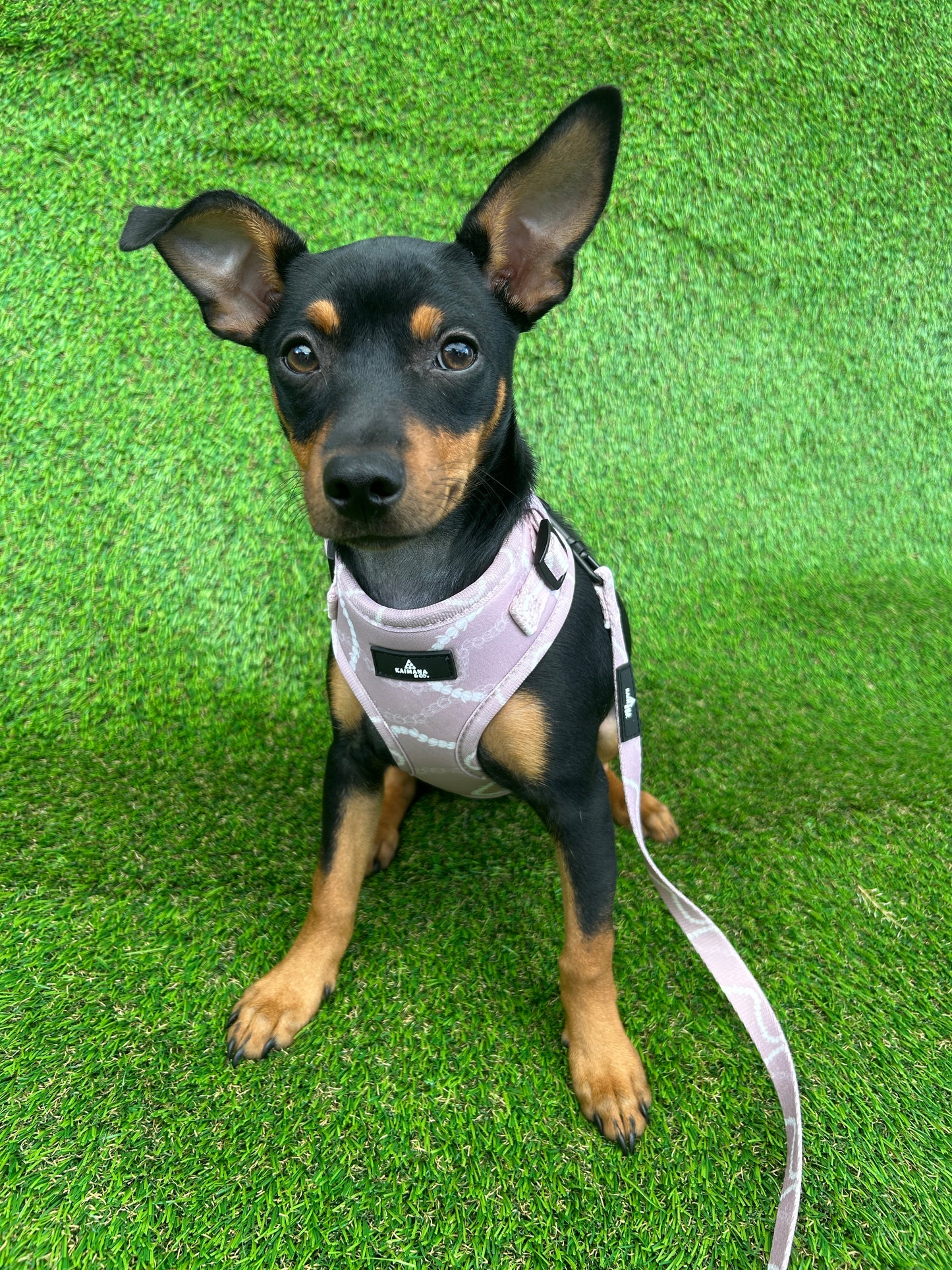 Pikake Harness