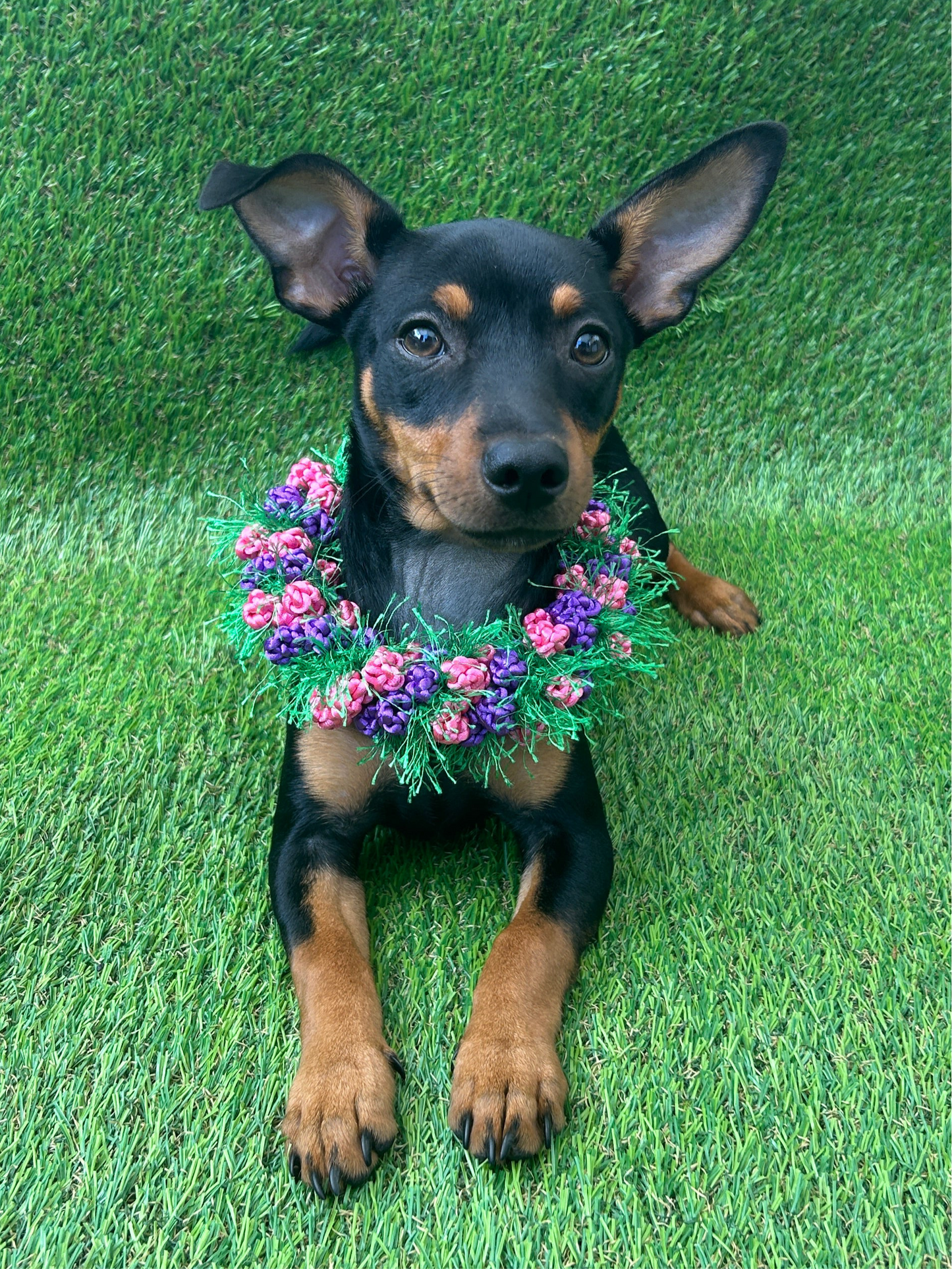 Pet lei