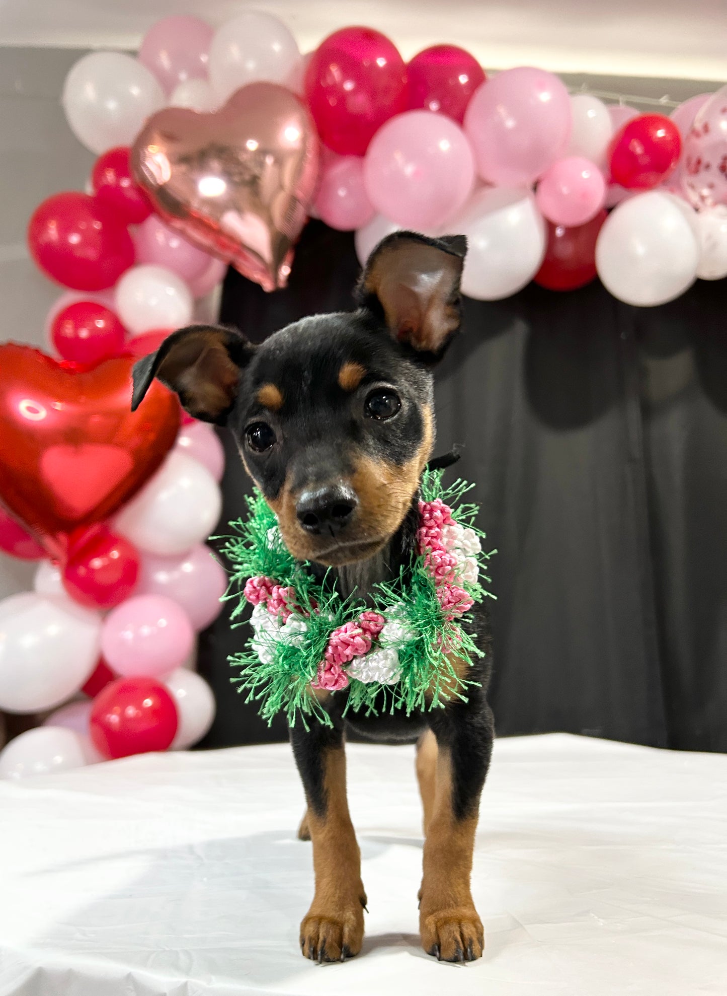 Pet lei