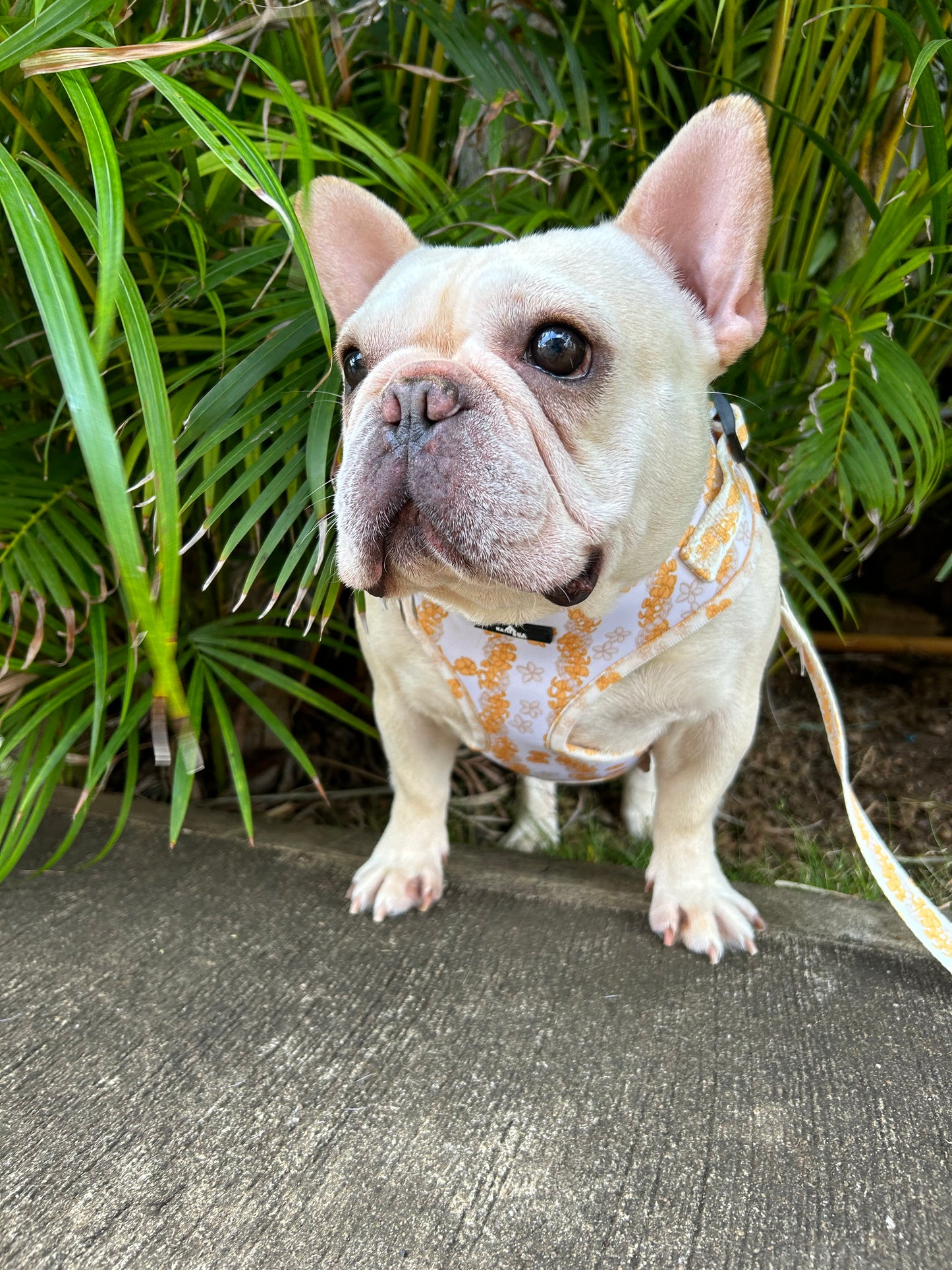 Puakenikeni Harness