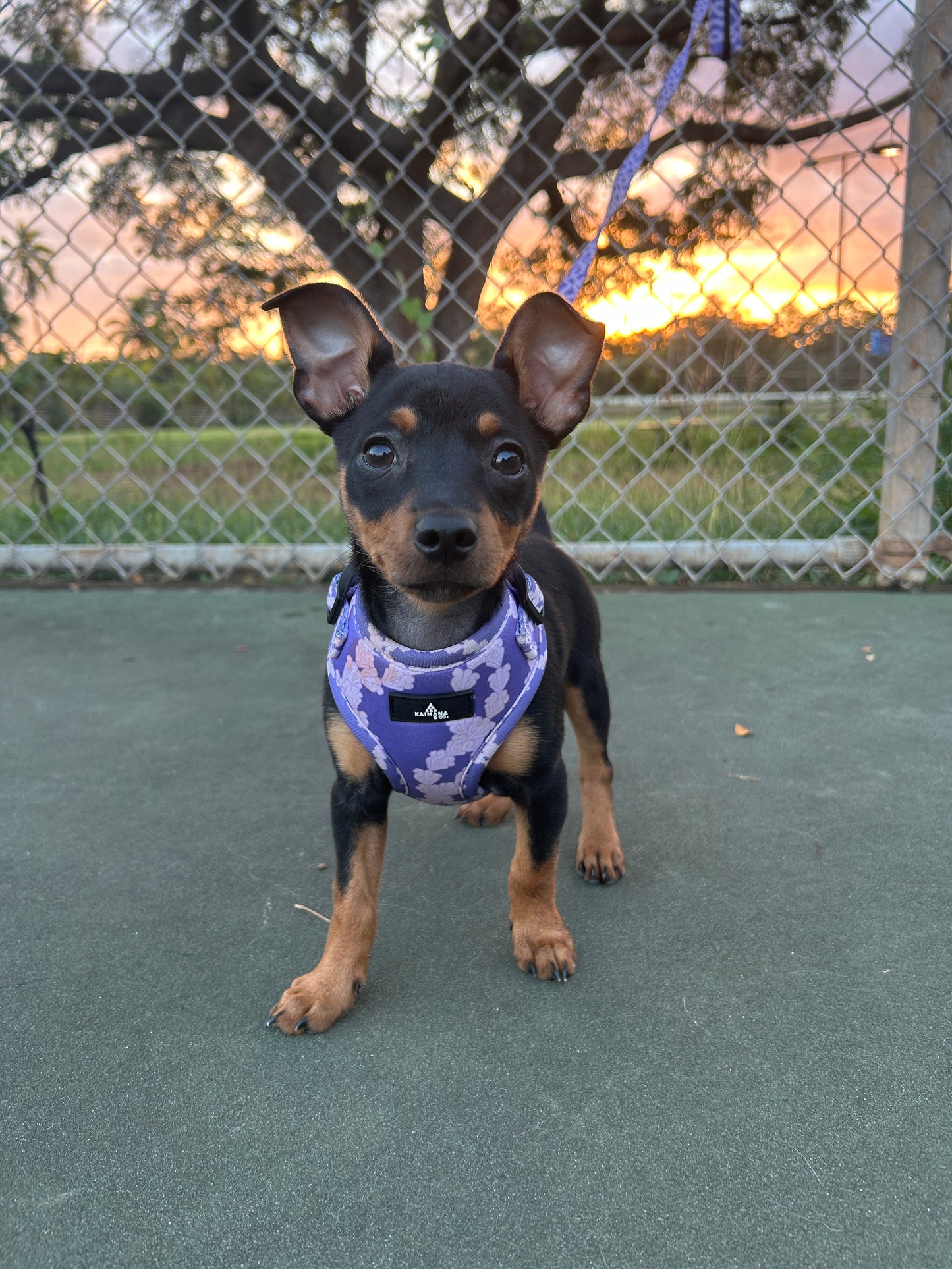 Crown Flower Harness