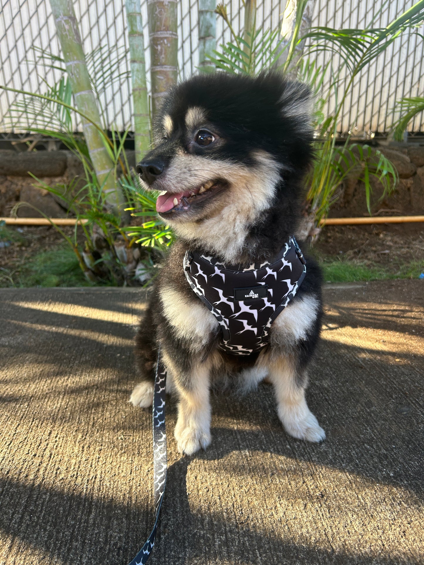 Iwa bird harness